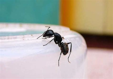 泰華峯巔覓住家工作 房間很多螞蟻